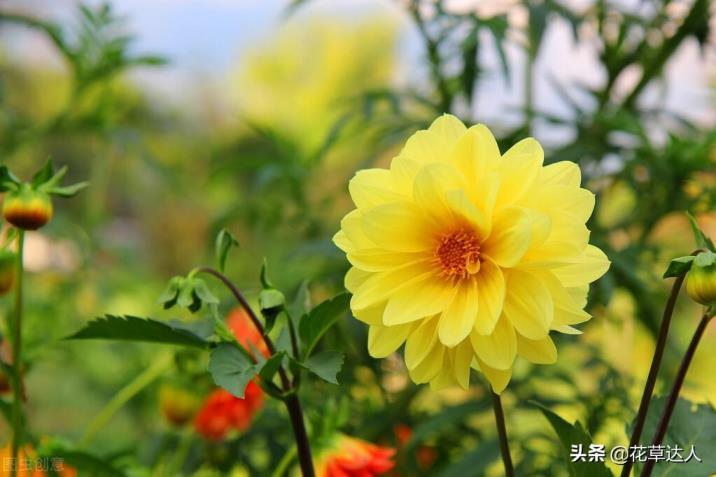 大丽花花期是几月，了解大丽花的开花时间