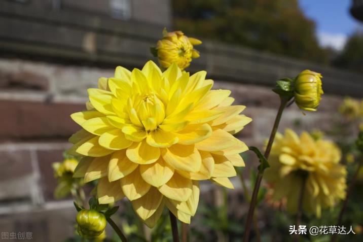 大丽花花期是几月，了解大丽花的开花时间