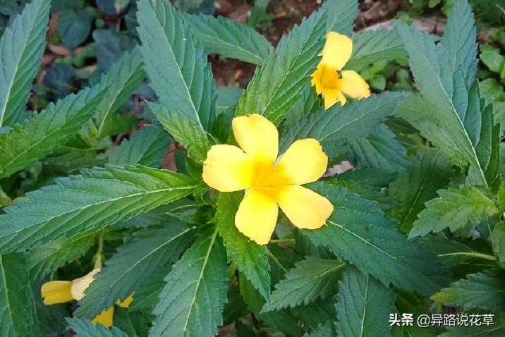 时钟花的花语是什么意思，有关时钟花的寓意