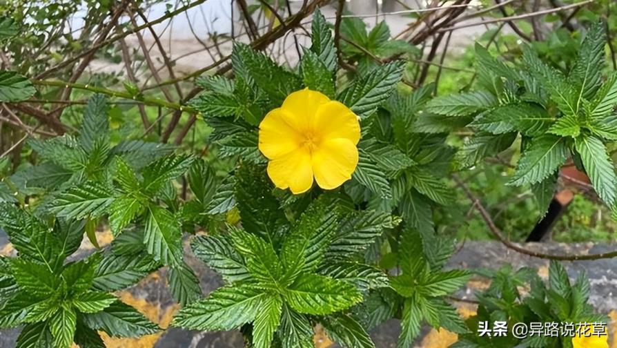 时钟花的花语是什么意思，有关时钟花的寓意