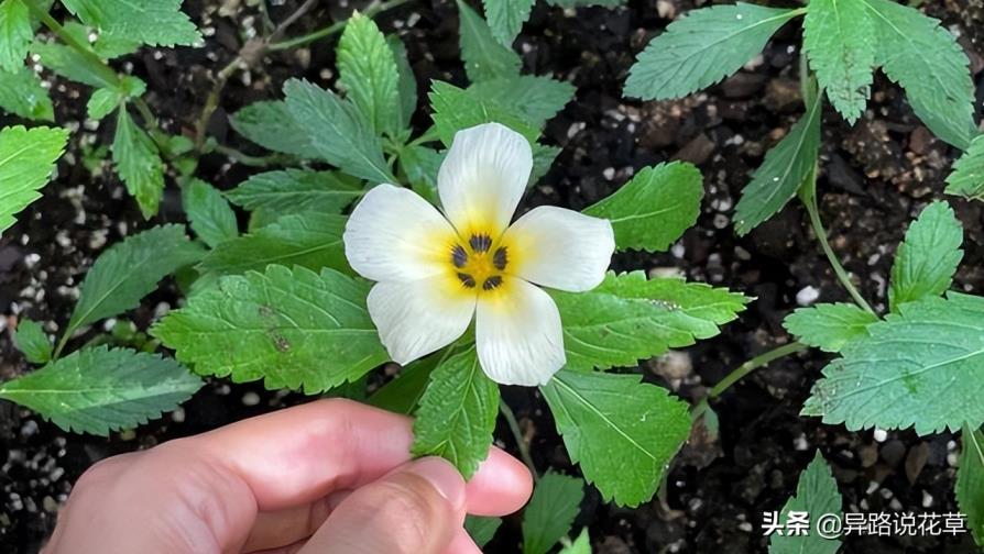 时钟花的花语是什么意思，有关时钟花的寓意