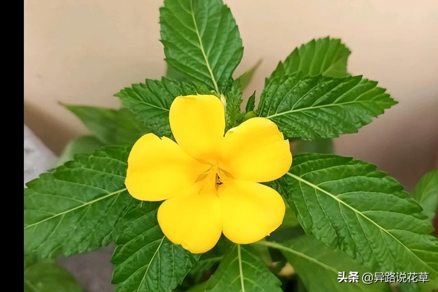 时钟花的花语是什么意思，有关时钟花的寓意