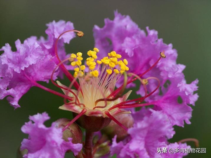 紫薇花怎么养，紫薇花种植方法讲解