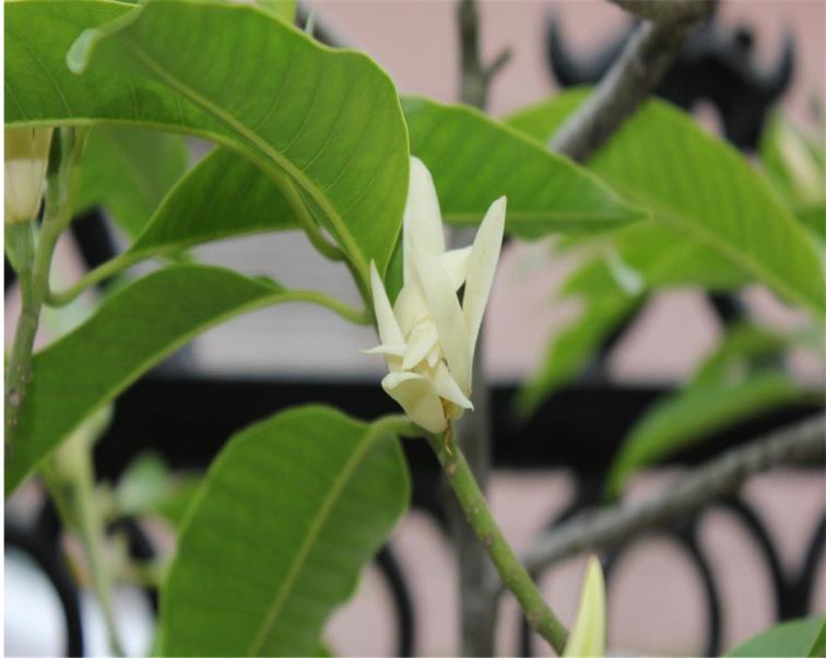 白兰花的寓意是什么，白兰花的花语和传说