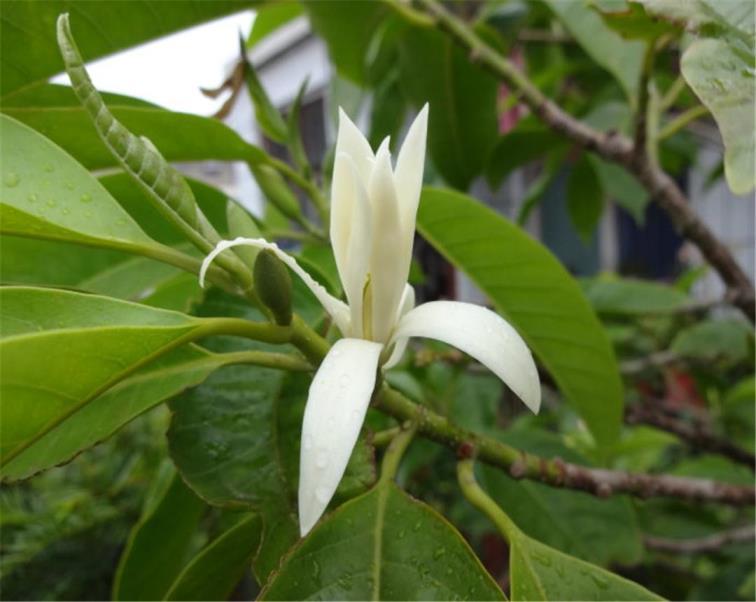 白兰花的寓意是什么，白兰花的花语和传说