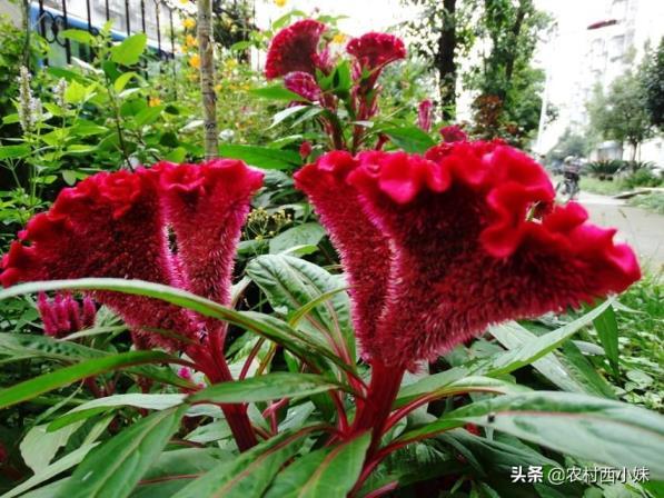 鸡冠花种子怎么种植，鸡冠花的播种与栽培方法