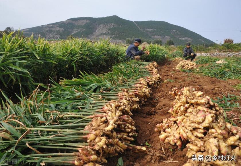 生姜怎么种植，生姜最新栽培方法讲解