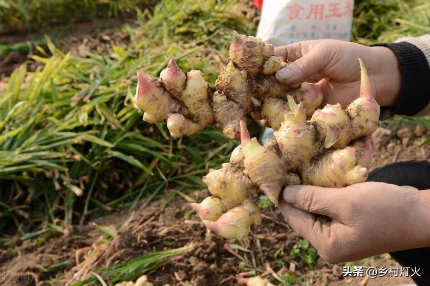 生姜怎么种植，生姜最新栽培方法讲解