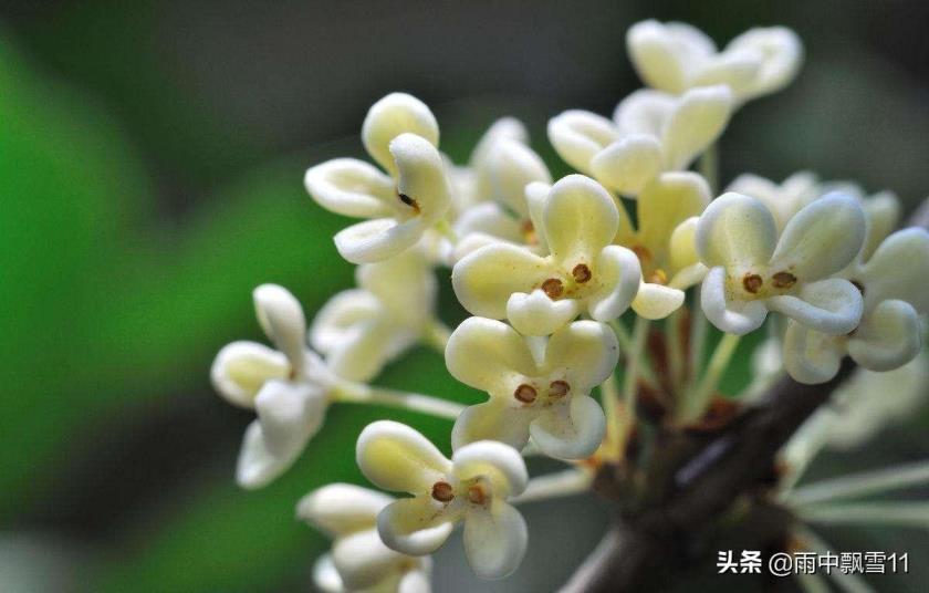 如何种植桂花树，有关桂花的种植方法及养护