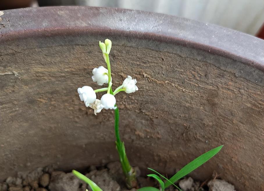 铃兰花怎么种植方法，铃兰花生长环境要求