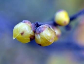 腊梅种子什么时候种最好，有关腊梅树种植方法及时间