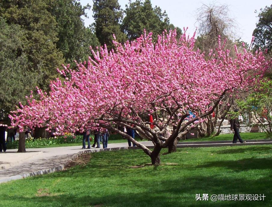 小乔木有哪些树种，庭院常绿小乔木介绍