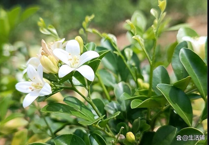 九里香花怎么才能养好，养护九里香的方法技巧