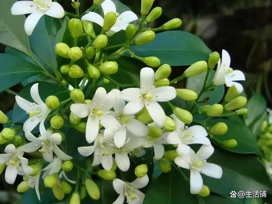 九里香花怎么才能养好，养护九里香的方法技巧