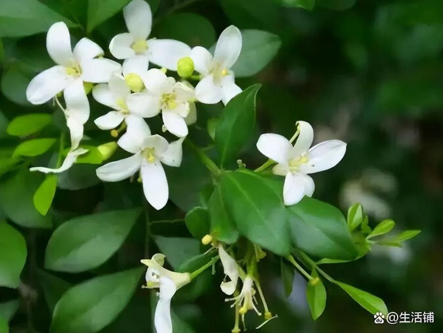 九里香花怎么才能养好，养护九里香的方法技巧