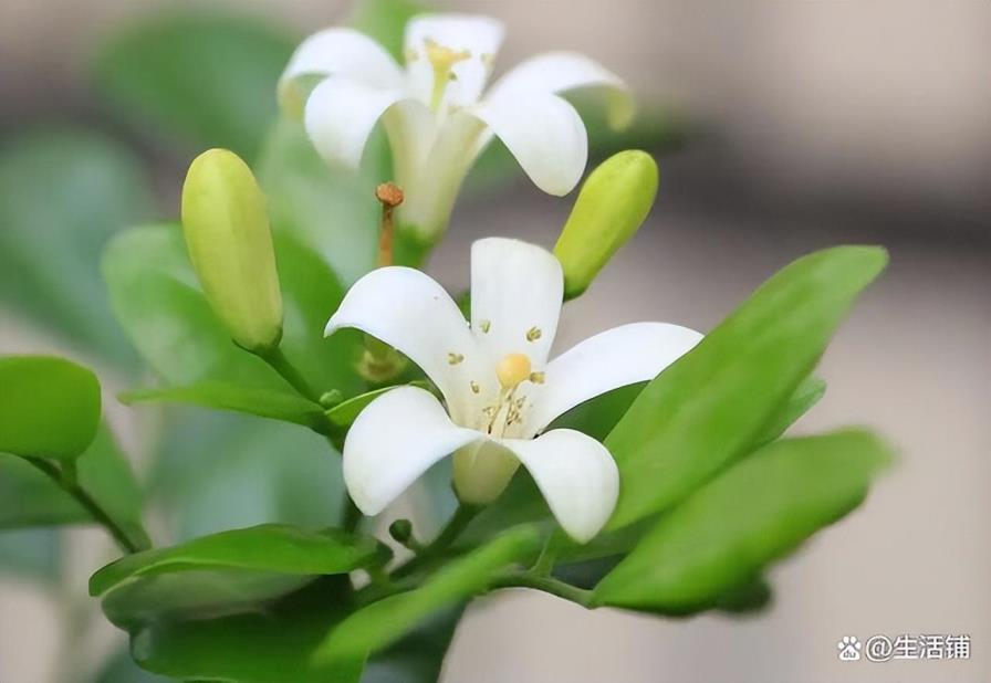 九里香花怎么才能养好，养护九里香的方法技巧