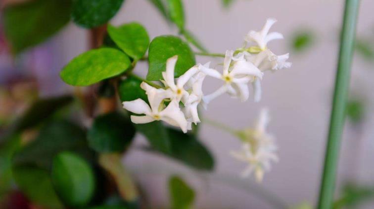 风车茉莉花谢了该怎么打理，茉莉花的养护管理