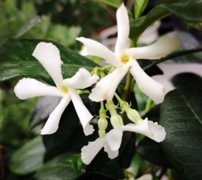 风车茉莉花谢了该怎么打理，茉莉花的养护管理