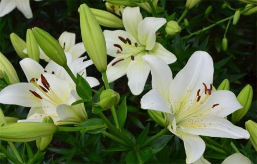 百合花花语是什么意思，百合花语象征与寓意