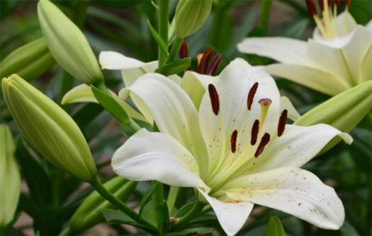 百合花花语是什么意思，百合花语象征与寓意