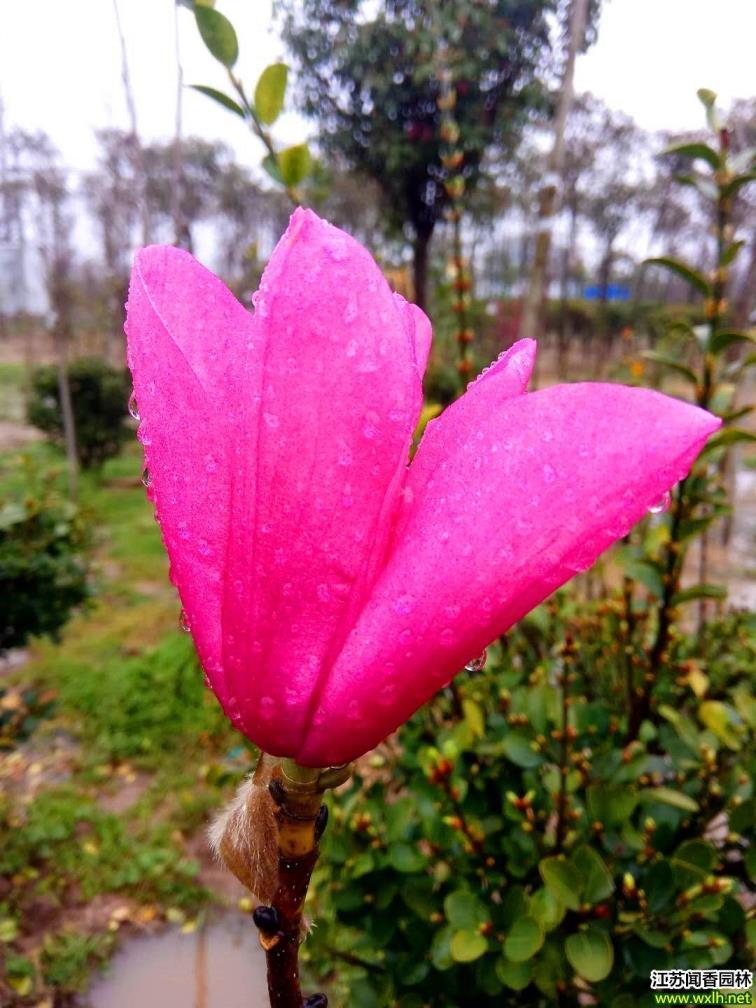 红花玉兰什么时候开花，红玉兰树的种植方法