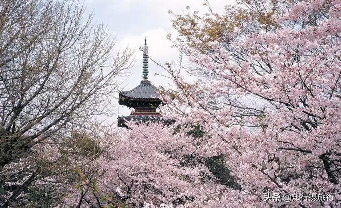 日本樱花什么时候开，樱花的介绍以及特点