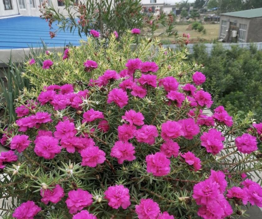 观花植物有哪些，最常见观叶植物大全