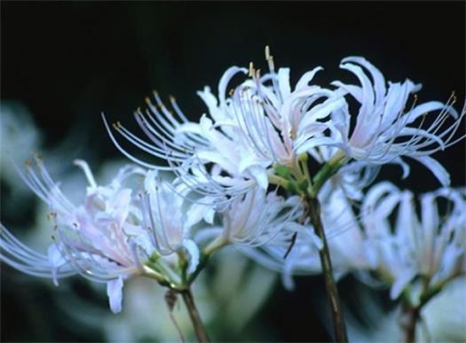 红花石蒜花语是什么，关于石蒜花代表的意思