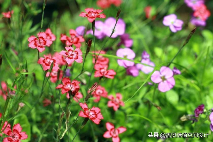 四五月份适合种什么花，盘点四五月开花的植物