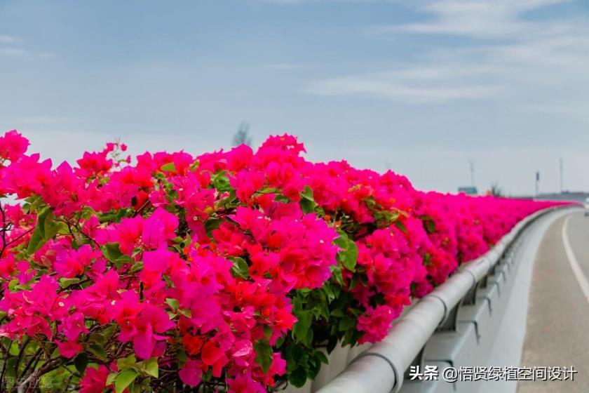 四五月份适合种什么花，盘点四五月开花的植物