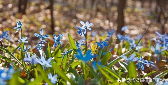 四五月份适合种什么花，盘点四五月开花的植物