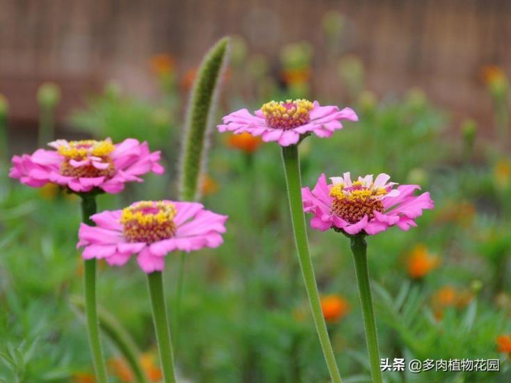 非洲菊怎么养护，非洲菊的养殖方法讲解