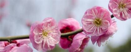 梅花种子种植方法和时间，有关梅花的栽培技术