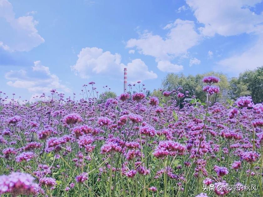 马鞭草花语是什么，描述马鞭草的真正含义