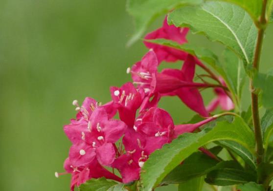 锦带花花语是什么意思，锦带花的寓意和象征意义