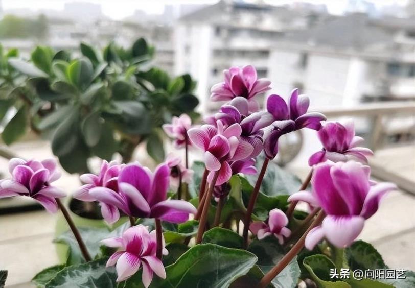 仙客来花怎么养才好，种植仙客来的注意事项