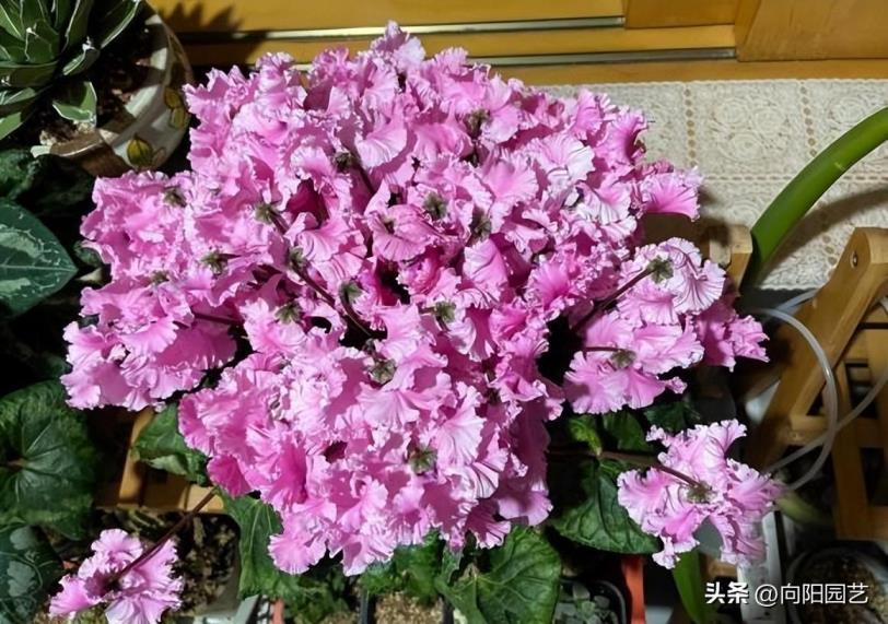 仙客来花怎么养才好，种植仙客来的注意事项