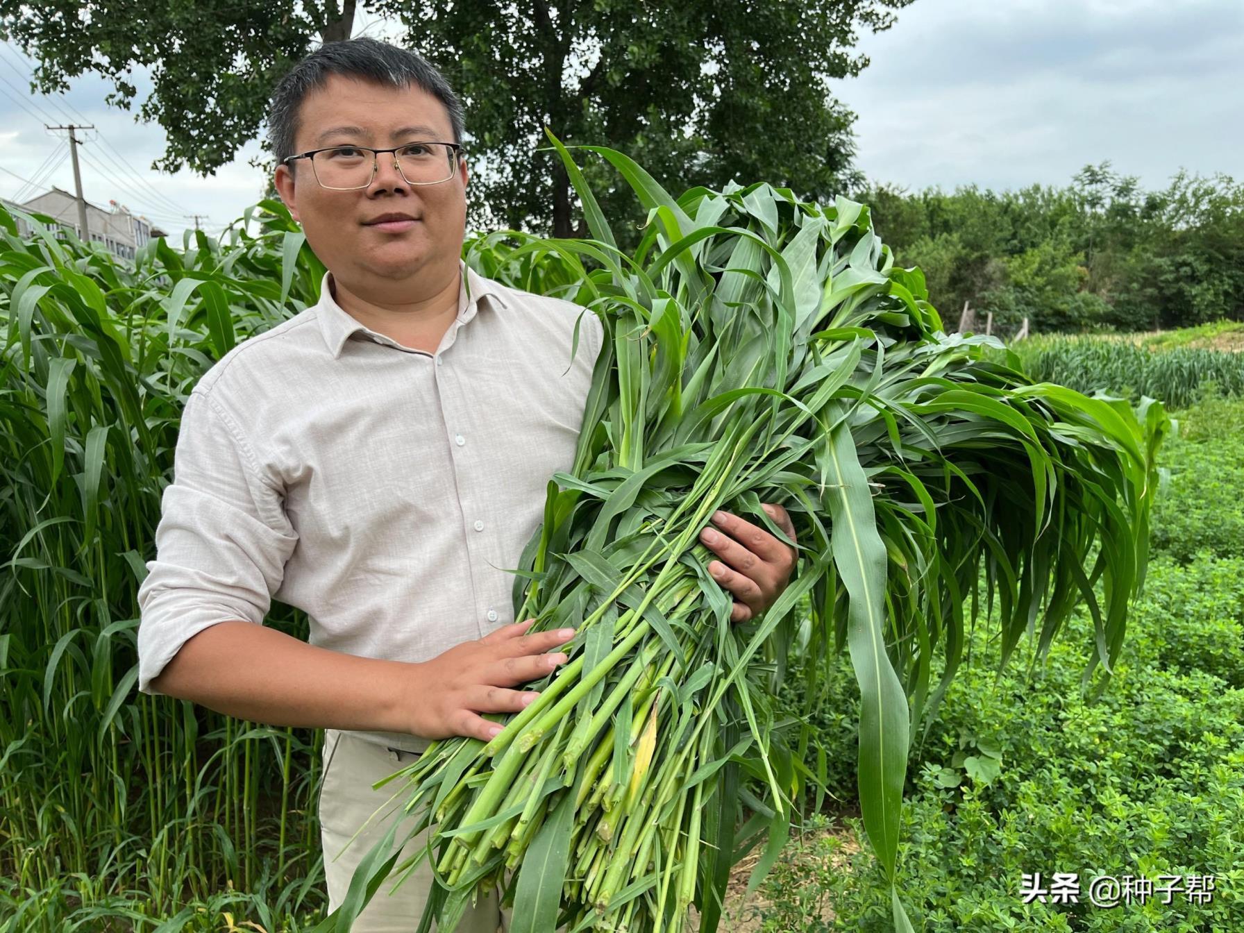 高丹草种子什么时候播种，关于高丹草的种植方法