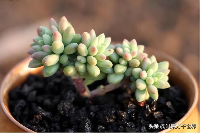 多肉植物品种大全，最经典的多肉种类介绍