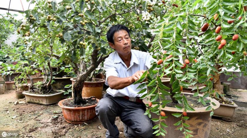 矮化果树盆景怎么养，了解栽培果树矮化技术