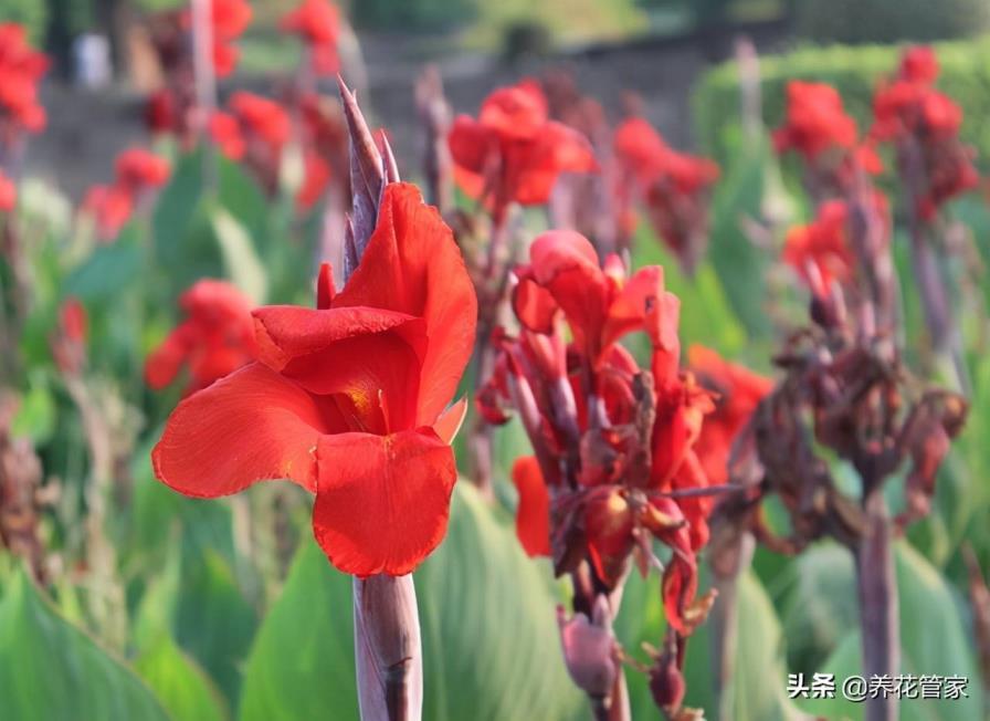 10种庭院最佳的花卉选择，适合小院种植的花草大全