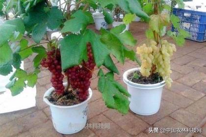 盆栽怎么葡萄种植，盆栽葡萄的种植方法和技术