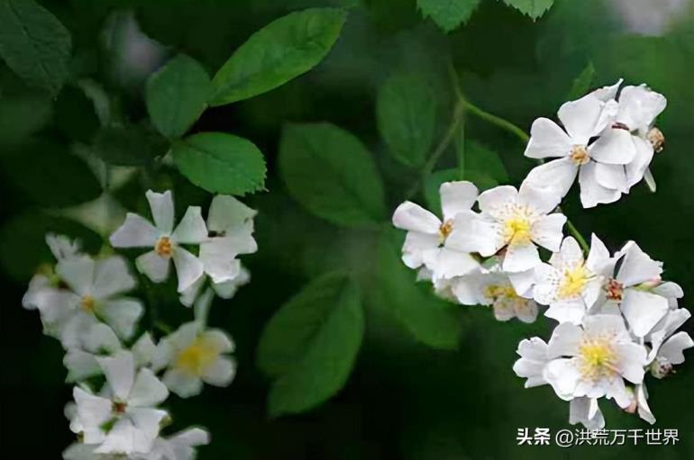 荼蘼花的花语是什么，荼蘼花的寓意和象征