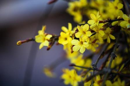 迎春花的花语是什么，迎春花的寓意和象征意义