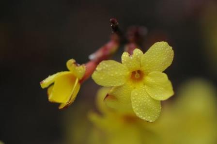 迎春花的花语是什么，迎春花的寓意和象征意义