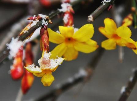 迎春花的花语是什么，迎春花的寓意和象征意义