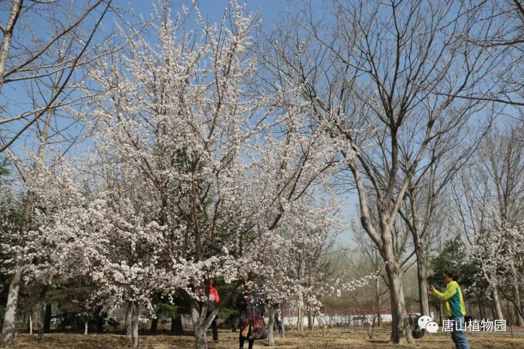 杏花是什么季节开的，了解杏花开花的时间