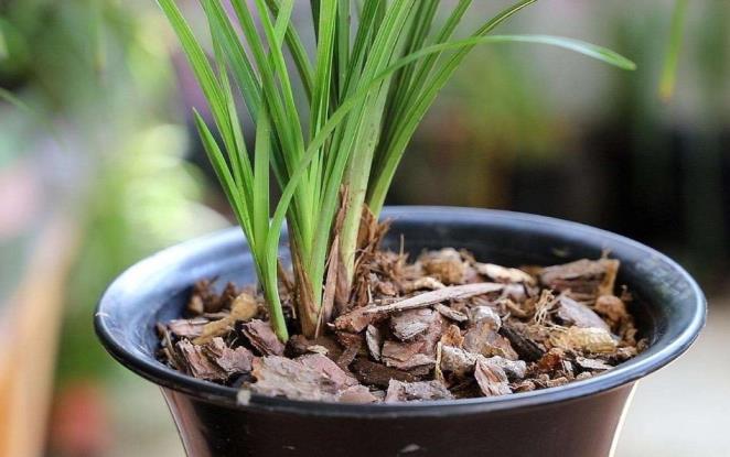 盆栽兰花怎么养，家庭种植兰花盆栽方法