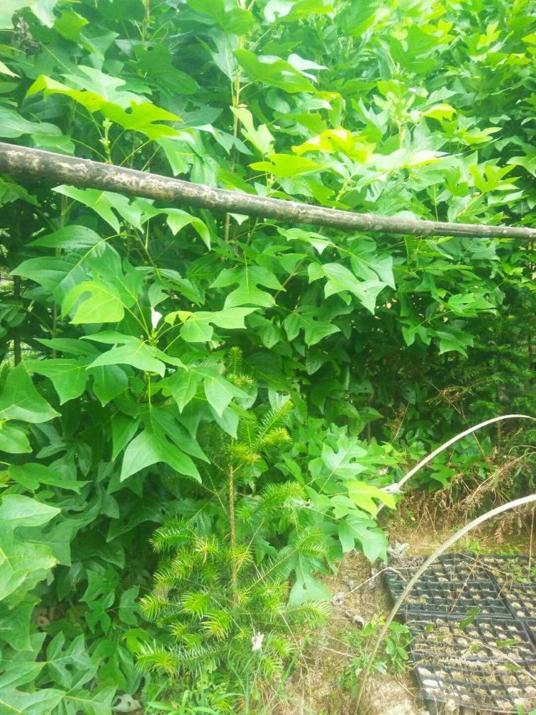 马褂木为什么难种植，马褂木栽植注意事项