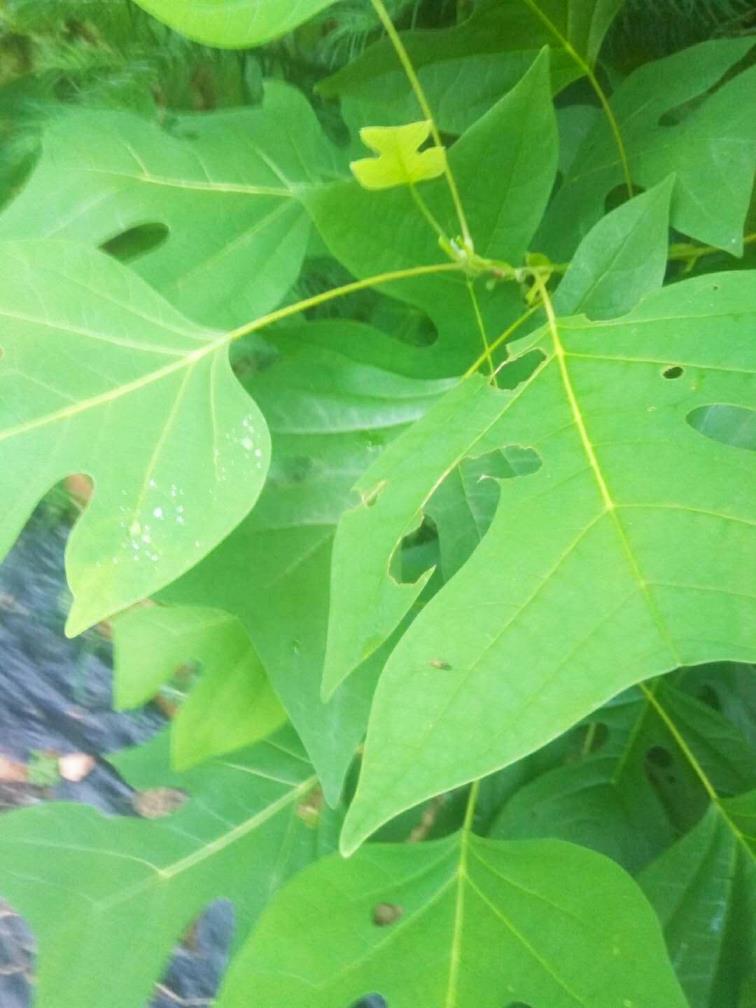 马褂木为什么难种植，马褂木栽植注意事项